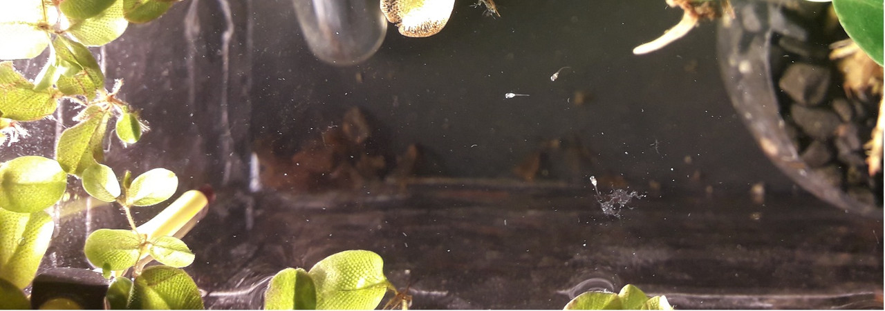 мъници бета